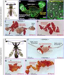 Attēlu rezultāti vaicājumam “Didymium minus stalked”