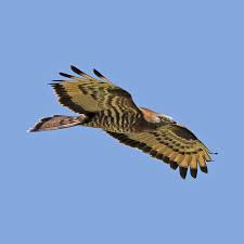 Attēlu rezultāti vaicājumam “Pernis apivorus”