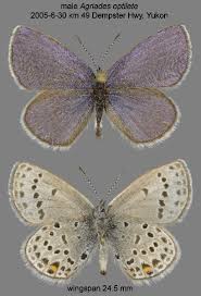 Attēlu rezultāti vaicājumam “Vacciniina optilete female”