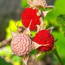 Attēlu rezultāti vaicājumam “Rubus parviflorus fruit”