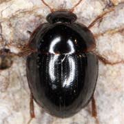 Attēlu rezultāti vaicājumam “Anisotoma humeralis”