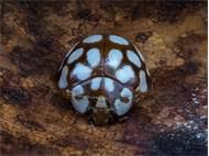 Attēlu rezultāti vaicājumam “Sospita vigintiguttata”