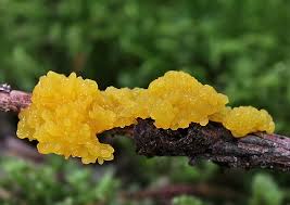 Attēlu rezultāti vaicājumam “Stemonitopsis gracilis”