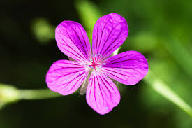Attēlu rezultāti vaicājumam “Geranium sylvaticum flower”
