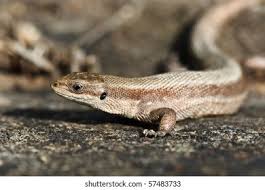 Attēlu rezultāti vaicājumam “Lacerta vivipara”