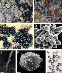 Attēlu rezultāti vaicājumam “Badhamia lilacina spores”