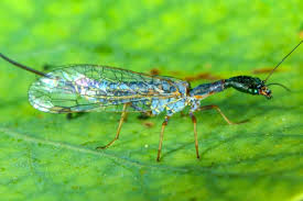 Attēlu rezultāti vaicājumam “Raphidioptera larva”