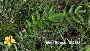 Attēlu rezultāti vaicājumam “Argentina anserina leaf”