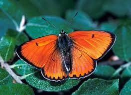 Attēlu rezultāti vaicājumam “Lycaena dispar”