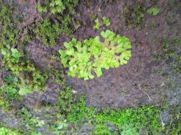 Attēlu rezultāti vaicājumam “Tetraphis pellucida sporophyte”