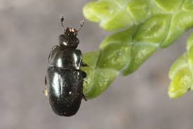 Attēlu rezultāti vaicājumam “Meligethes sp.”