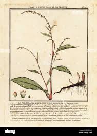 Attēlu rezultāti vaicājumam “Persicaria hydropiper”