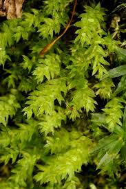 Attēlu rezultāti vaicājumam “Pohlia cruda”