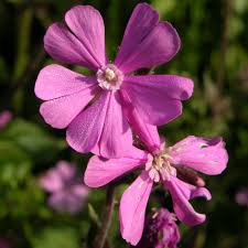 Attēlu rezultāti vaicājumam “Silene dioica flower”