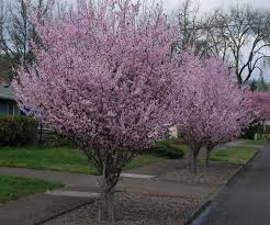 Attēlu rezultāti vaicājumam “Prunus (plum-tree)”