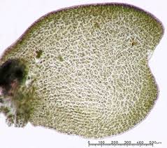 Attēlu rezultāti vaicājumam “Lophozia”