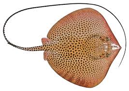 Image result for Himantura uarnak