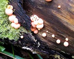 Attēlu rezultāti vaicājumam “Lycogala miserum macro”