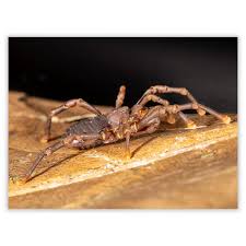 Attēlu rezultāti vaicājumam “Mucronella subtilis”