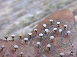 Attēlu rezultāti vaicājumam “Craterium minutum macro”