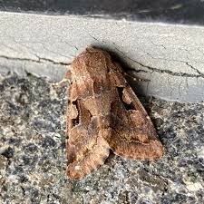 Attēlu rezultāti vaicājumam “Orthosia gothica”