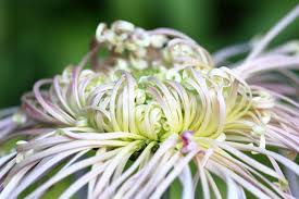 Image result for Chrysanthemum ptarmiciflorum
