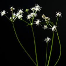 Attēlu rezultāti vaicājumam “Sanicula europaea bud”