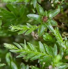 Attēlu rezultāti vaicājumam “Mnium hornum sporophyte”
