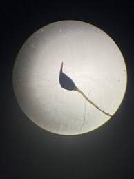 Attēlu rezultāti vaicājumam “Dicranella cerviculata”