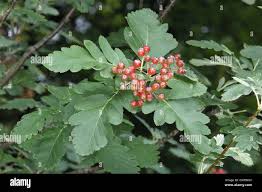 Attēlu rezultāti vaicājumam “Sorbus hybrida”