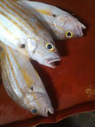 Image result for Bagre marinus