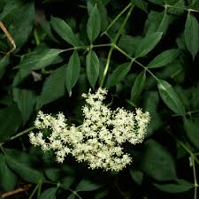 Attēlu rezultāti vaicājumam “Sambucus nigra leaf”