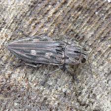 Attēlu rezultāti vaicājumam “Chalcophora mariana”