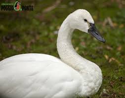 Attēlu rezultāti vaicājumam “Cygnus columbianus adult”