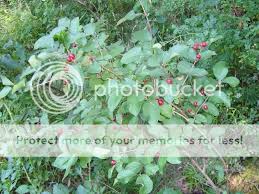 Attēlu rezultāti vaicājumam “Lonicera tatarica fruit”