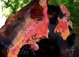 Attēlu rezultāti vaicājumam “Antrodia macra”