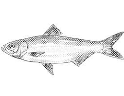 Image result for Alosa chrysochloris