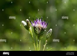 Attēlu rezultāti vaicājumam “Saussurea esthonica flower”