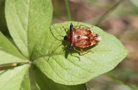 Attēlu rezultāti vaicājumam “Elasmucha ferrugata”
