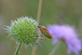 Attēlu rezultāti vaicājumam “Carpocoris purpureipennis”