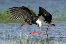 Attēlu rezultāti vaicājumam “Ciconia nigra adult”