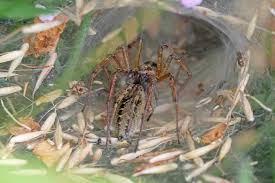 Attēlu rezultāti vaicājumam “Agelena labyrinthica”