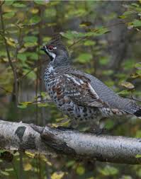 Attēlu rezultāti vaicājumam “Bonasa bonasia eggs”