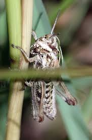 Attēlu rezultāti vaicājumam “Myrmeleotettix maculatus”