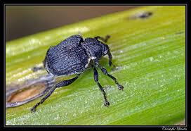 Attēlu rezultāti vaicājumam “Mononychus punctumalbum”