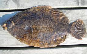 Image result for Microstomus kitt