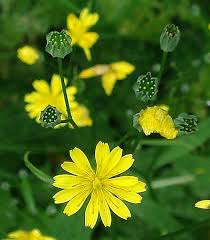Attēlu rezultāti vaicājumam “Lapsana communis flower”