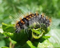 Attēlu rezultāti vaicājumam “Acronicta auricoma larva”