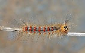 Attēlu rezultāti vaicājumam “Lymantria dispar”