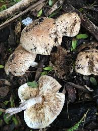 Attēlu rezultāti vaicājumam “Lepiota aspera”